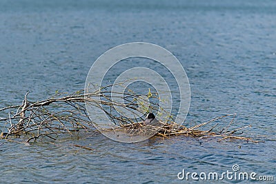 Moorhen on nest Stock Photo