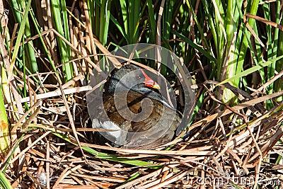 Moorhen in nest Stock Photo