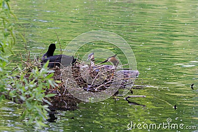 Moorhen nesting on twigs with two grebes Stock Photo