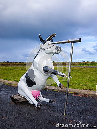 Moorine Marauder Funny Pirate Cow Cape Leeuwin Lighthouse Editorial Stock Photo