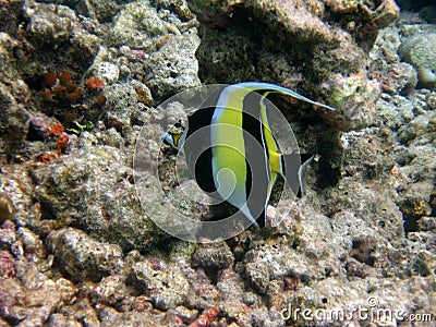 Moorish Idol Stock Photo