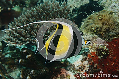 Moorish Idol Stock Photo