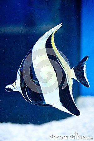 Moorish Idol Zanclus cornutus Stock Photo