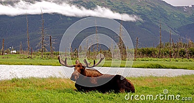 Moose Stock Photo