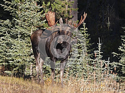 Moose Stock Photo