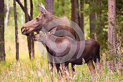 Moose Stock Photo