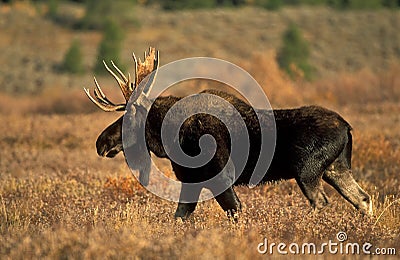 Moose Stock Photo