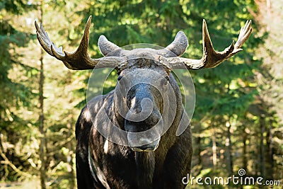 Moose (Alces alces) Stock Photo