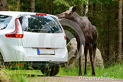 Moose Stock Photo