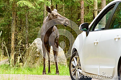 Moose Stock Photo