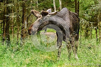 Moose Stock Photo