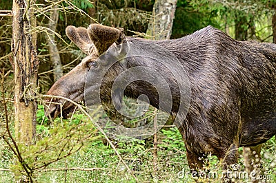 Moose Stock Photo