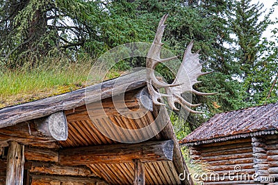 Moose antlers mounted to a hunting cabin Stock Photo