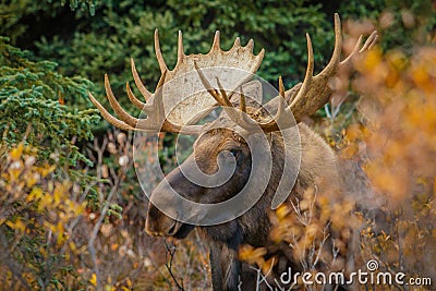 A moose bull in Denali NP, Alaska Stock Photo
