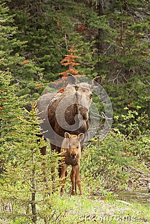 Moose and calf Stock Photo