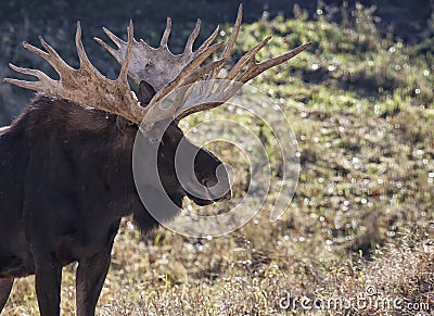 Moose Stock Photo