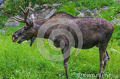 Moose Close-up Stock Photo
