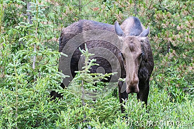Moose in the Colorado Rocky Mountains Stock Photo