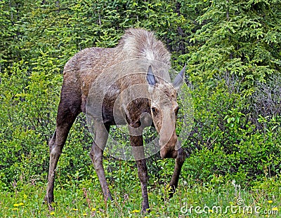 Moose Coming My Way Stock Photo