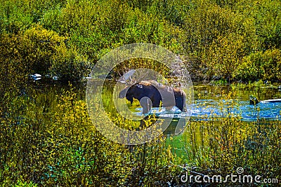 Moose in the Conundrum Creek Colorado Stock Photo