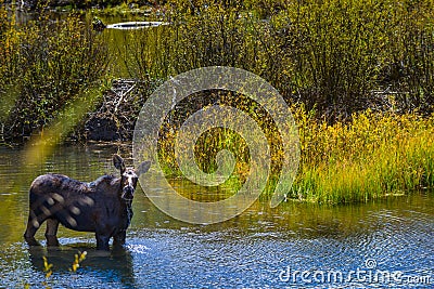 Moose in the Conundrum Creek Colorado Stock Photo