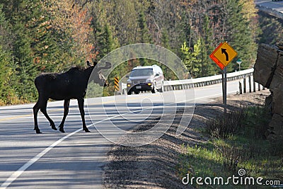 Moose Crossing Road Stock Photo