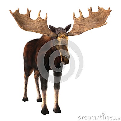 Moose Stock Photo