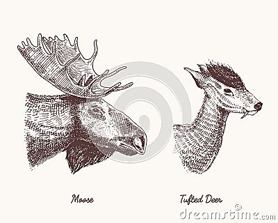 Moose or eurasian elk, tufted deer vector hand drawn illustration, engraved wild animals with antlers or horns vintage Vector Illustration