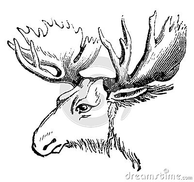 Moose or Eurasian elk, vintage engraving Vector Illustration