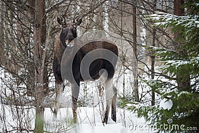 Moose Eurasian Elk In Winter Forest, Close-Up. Wildlife Scene From Belarus. Moose, Standing On The Snow Among Pine Forest And L Stock Photo