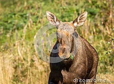 Moose or European elk Alces alces female eating green leaves Stock Photo