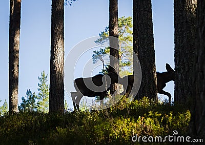 Moose or European elk Alces alces two calves silhouettes in forest Stock Photo