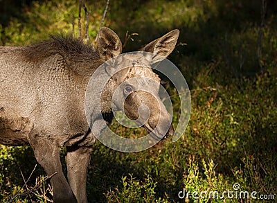 Moose or European elk Alces alces young calf in bilberry forest Stock Photo