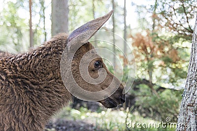 Moose or European elk Alces alces young calf in forest Stock Photo