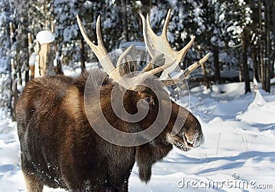 Moose Stock Photo