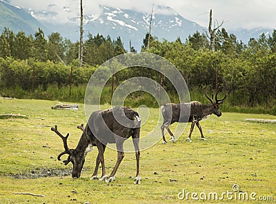 Caribou Grazing at Alaskan Preserve Stock Photo