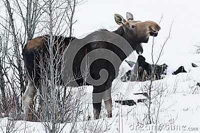 Moose - Alces alces Stock Photo