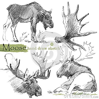 Moose sketch. Wild animal illustration. Cartoon Illustration