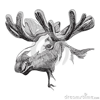 Moose head in graphic style Vector Illustration