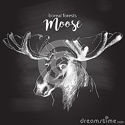 Moose head with huge antlers Vector Illustration