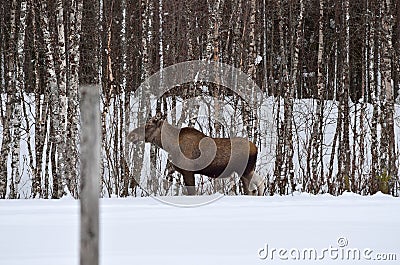 Moose mother feeding from birch trees in winter Stock Photo