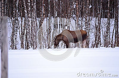 Moose mother feeding from birch trees in winter nature Stock Photo