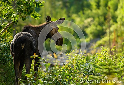 Moose Mother Looks Back to Find Her Calf Stock Photo