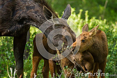 Moose mother and twin calves caress Stock Photo