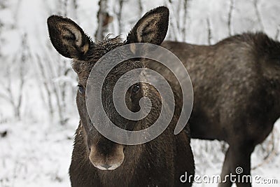 Moose Stock Photo