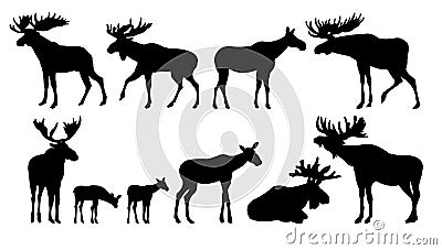 Moose set. Elk adult males and females. Moose cubs. Silhouette picture. Animals in wild. Isolated on white background Vector Illustration