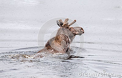 Moose swimming in a lake Stock Photo