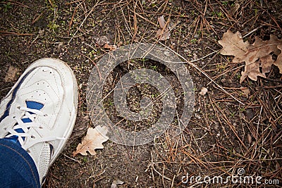 Moose Track, Footprint Step On Ground Stock Photo