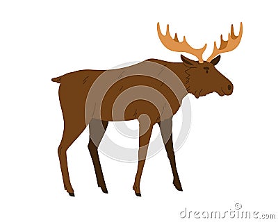 Moose, wild forest animal. Male bull elk with horns, antlers. Big woods mammal of North. Adult Northern stag profile Vector Illustration