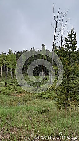 Moose on a wildlife road mountains in Wyoming Stock Photo